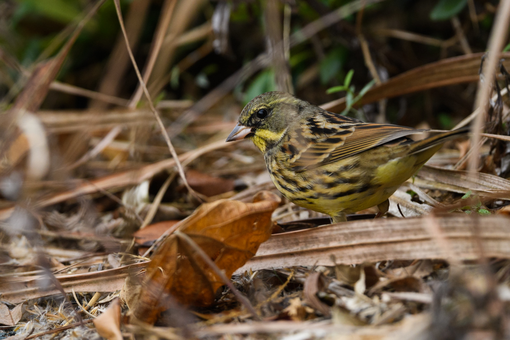 アオジ / Black-faced Bunting