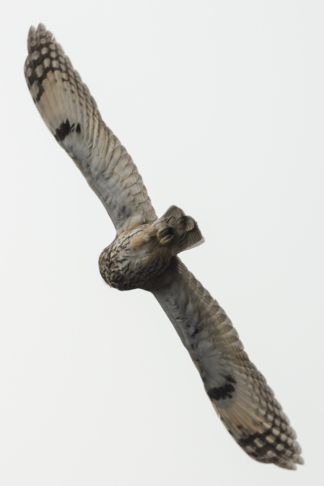 トラフズク / Long-eared Owl