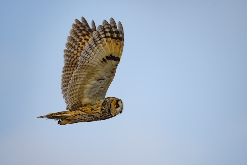 トラフズク / Long-eared Owl