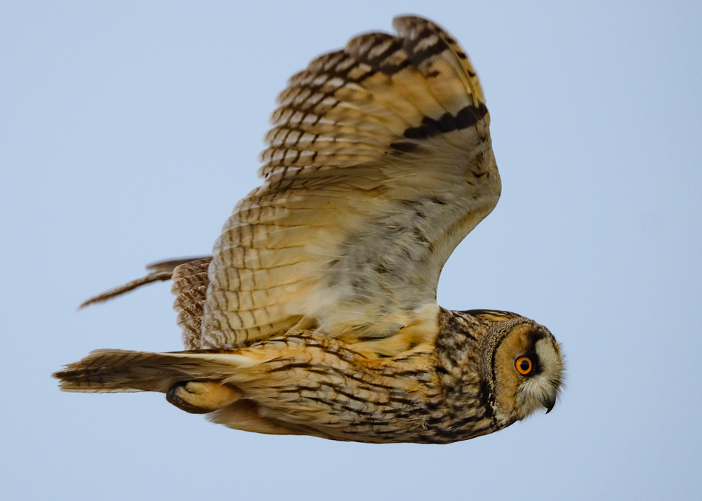 トラフズク / Long-eared Owl