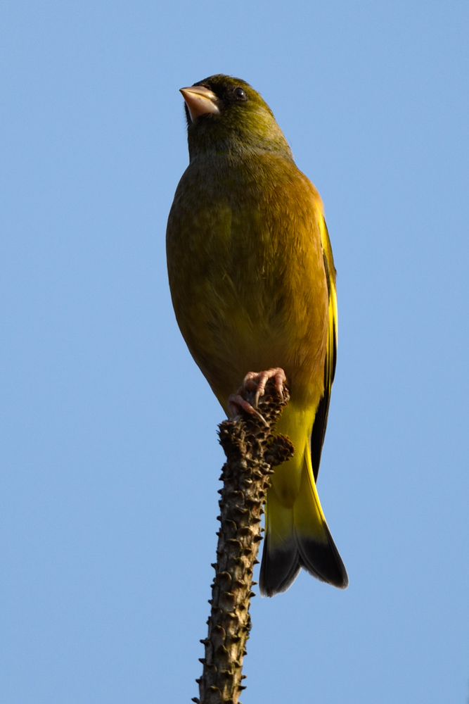 カワラヒワ / Oriental Finch