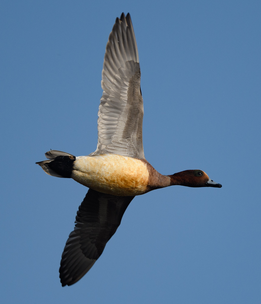 ヒドリガモ / Eurasian Wigeon