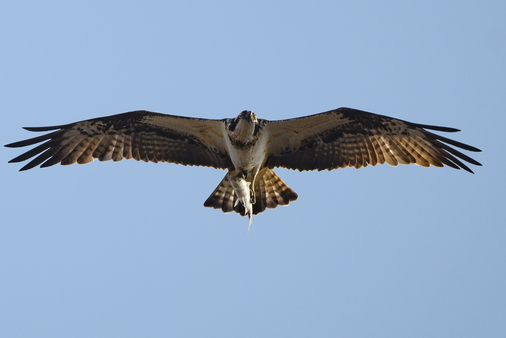 ミサゴ / Osprey