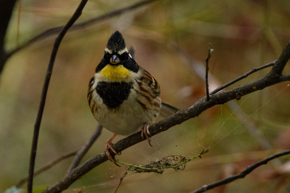 ミヤマホオジロ / Yellow-throated Bunting