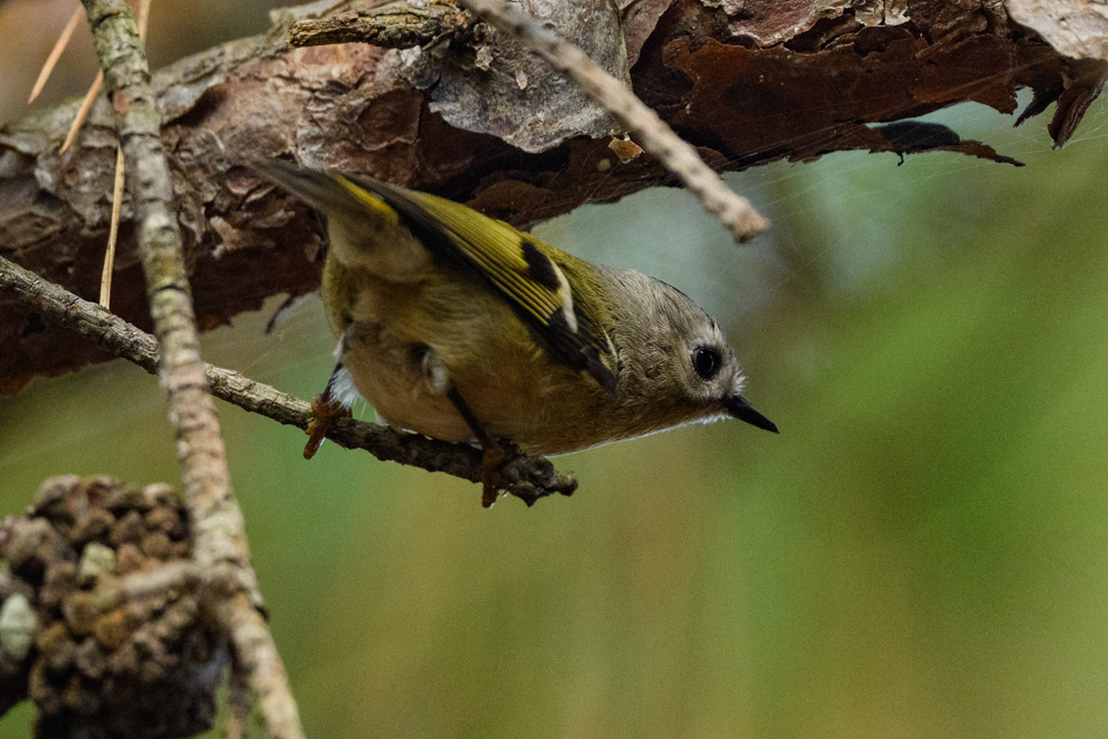 キクイタダキ / Goldcrest