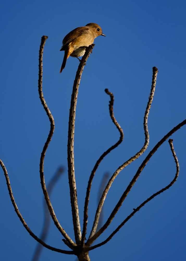 ジョウビタキ / Daurian Redstart