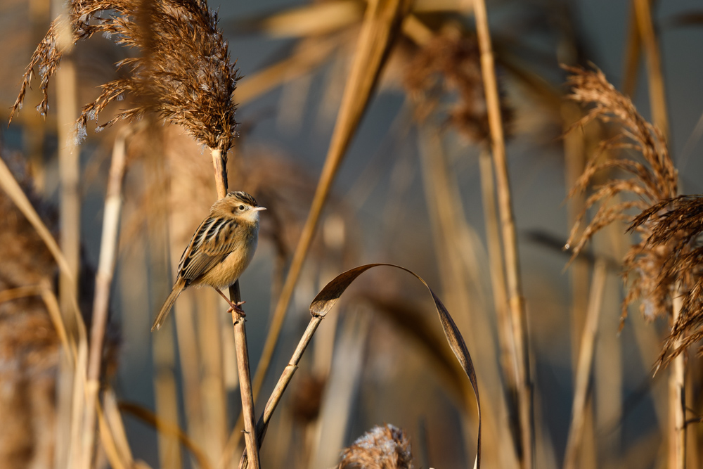 セッカ / Zitting Cisticola