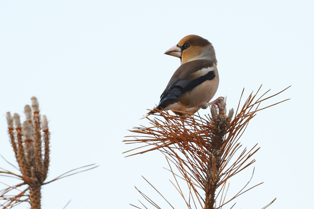 シメ / Hawfinch