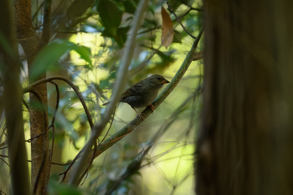 クロジ / Grey Bunting