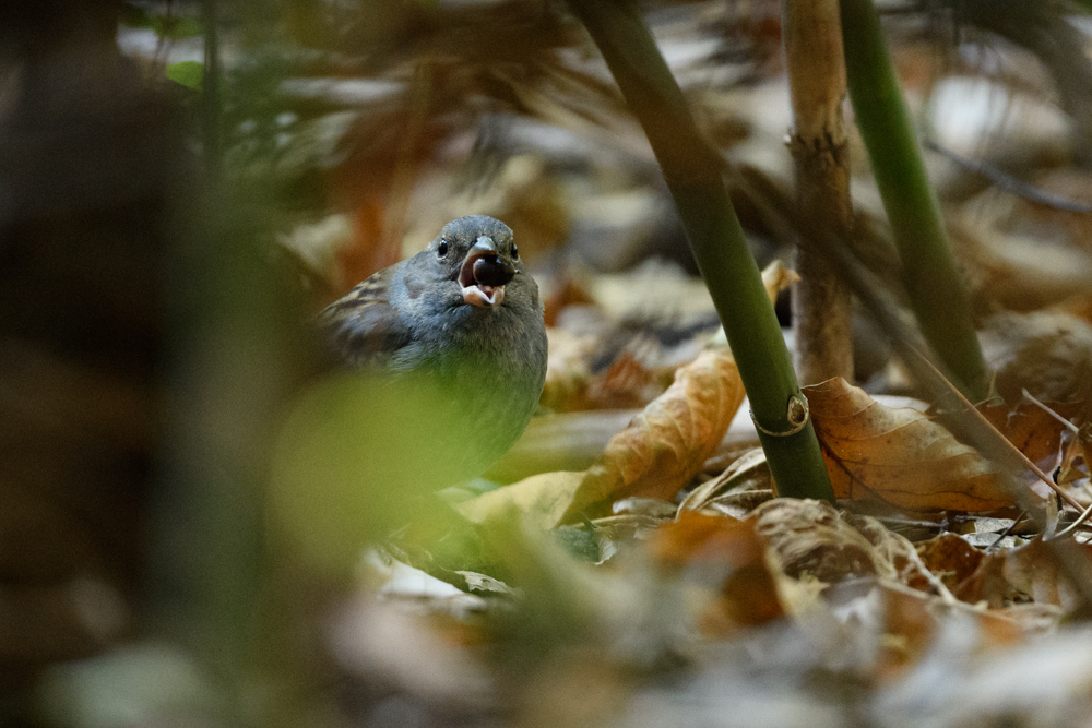 クロジ / Grey Bunting