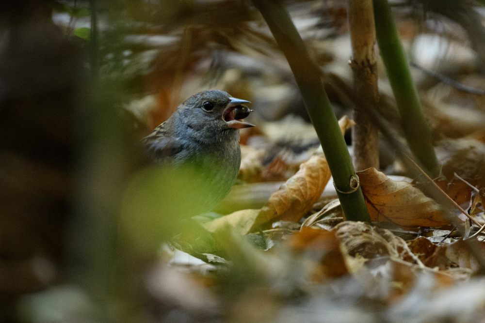 クロジ / Grey Bunting