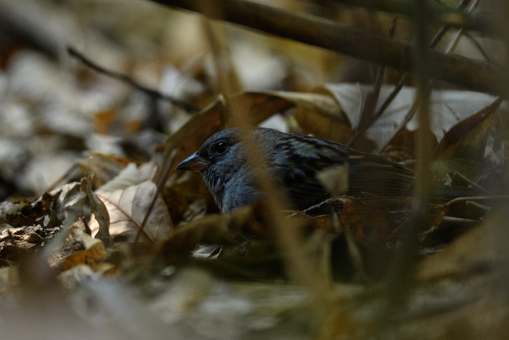 クロジ / Grey Bunting