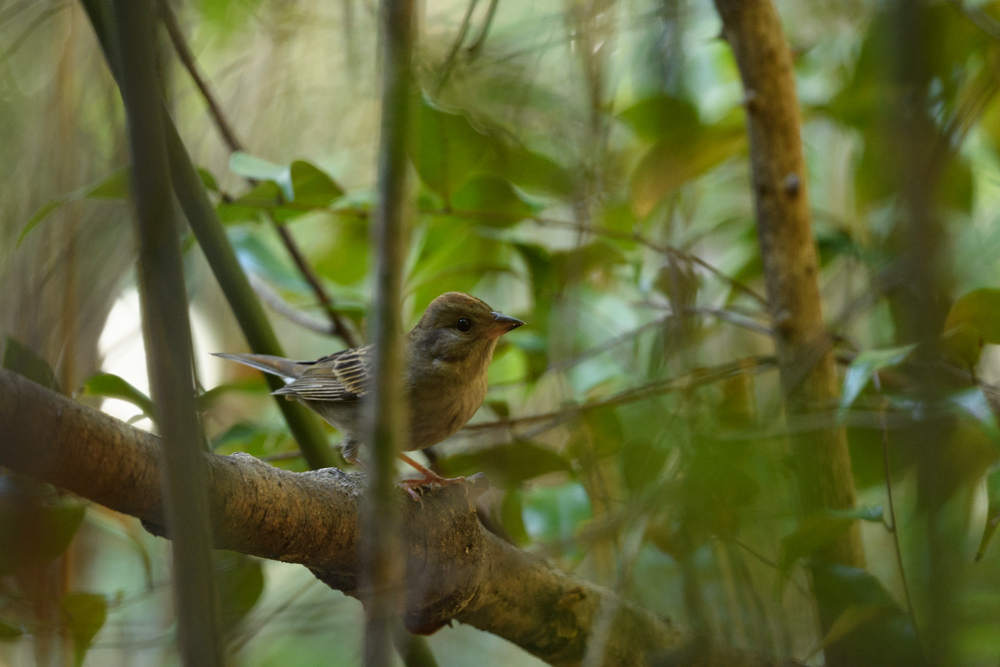 クロジ / Grey Bunting