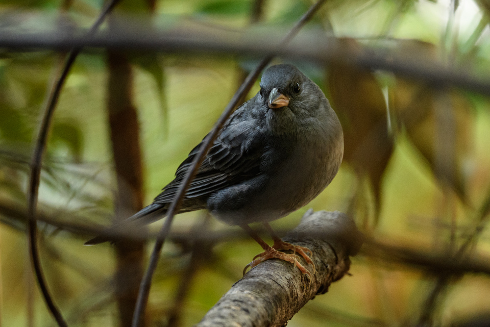 クロジ / Grey Bunting