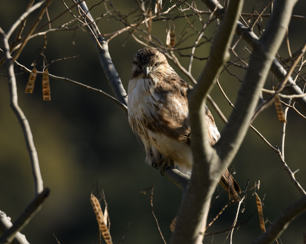 ノスリ / Common Buzzard