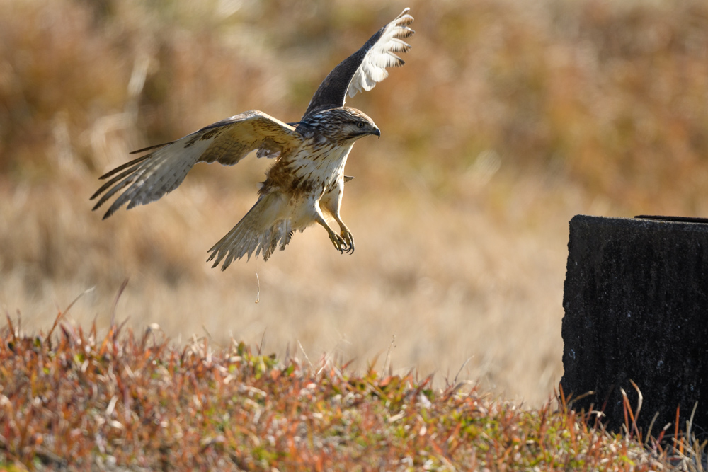 ノスリ / Common Buzzard