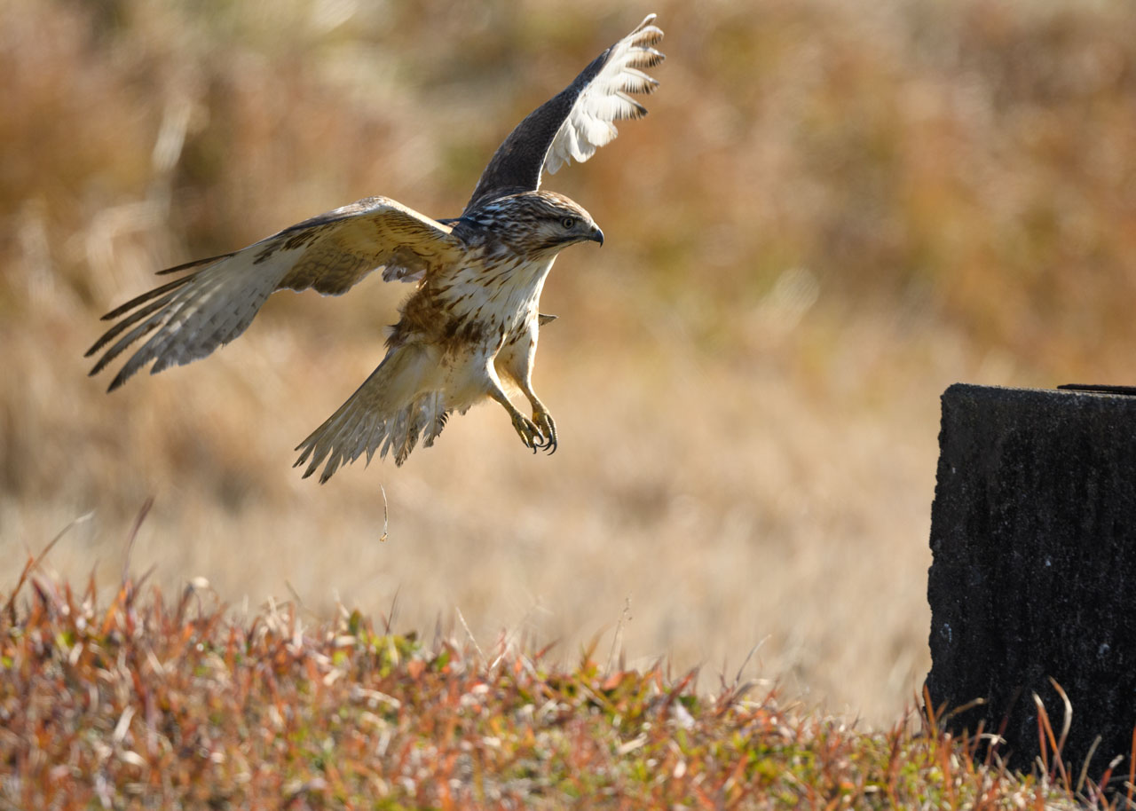 羽根を広げ枯草で覆われた地面に舞い降りるノスリの幼鳥。 A juvenile buzzard spreads its wings and swoops down to the ground covered with dead grass.