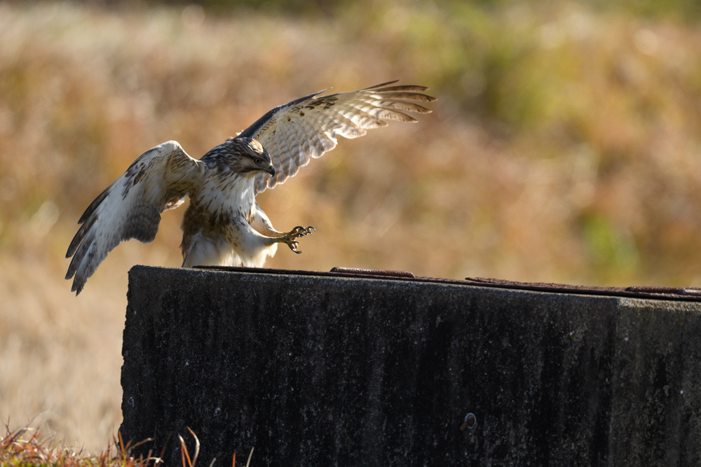 ノスリ / Common Buzzard