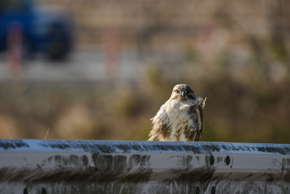 ノスリ / Common Buzzard