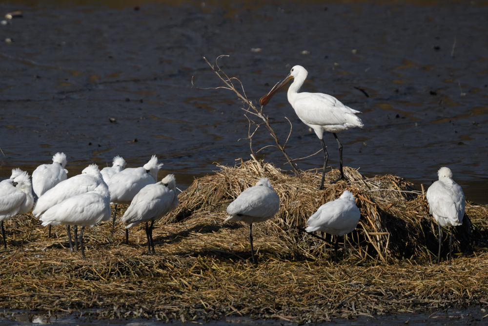 ヘラサギとクロツラヘラサギ / Eurasian Spoonbill and Black-faced Spoonbill