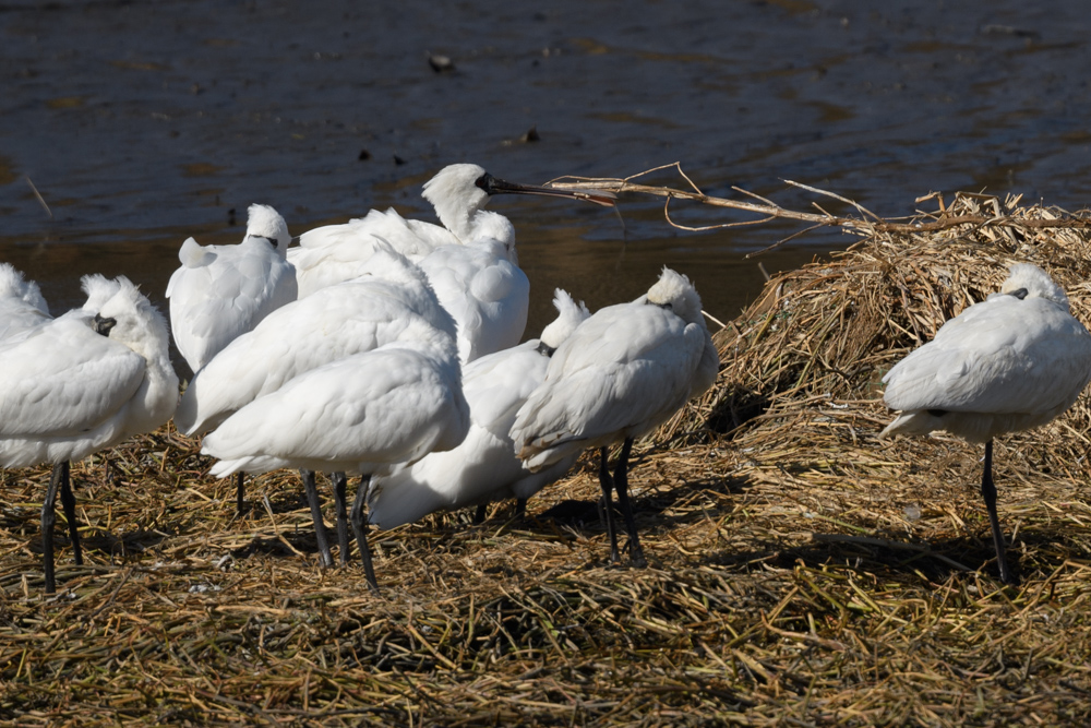 クロツラヘラサギ / Black-faced Spoonbill