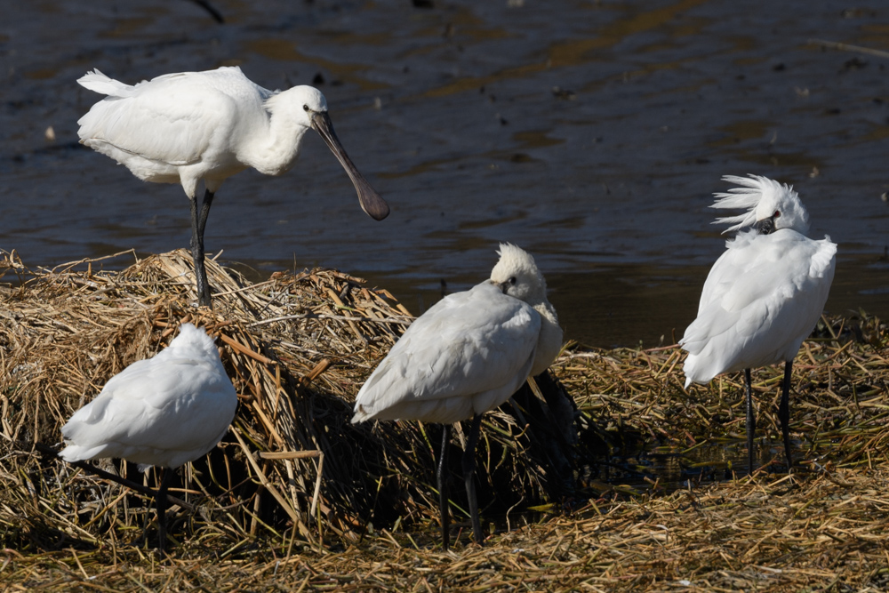 ヘラサギ / Eurasian Spoonbill