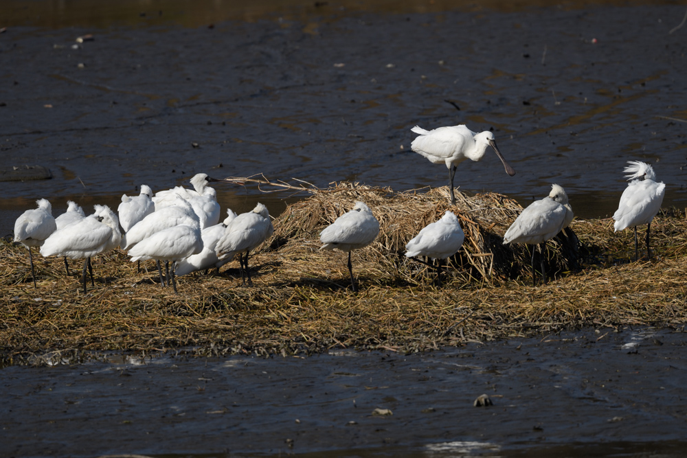 ヘラサギとクロツラヘラサギ / Eurasian Spoonbill and Black-faced Spoonbill