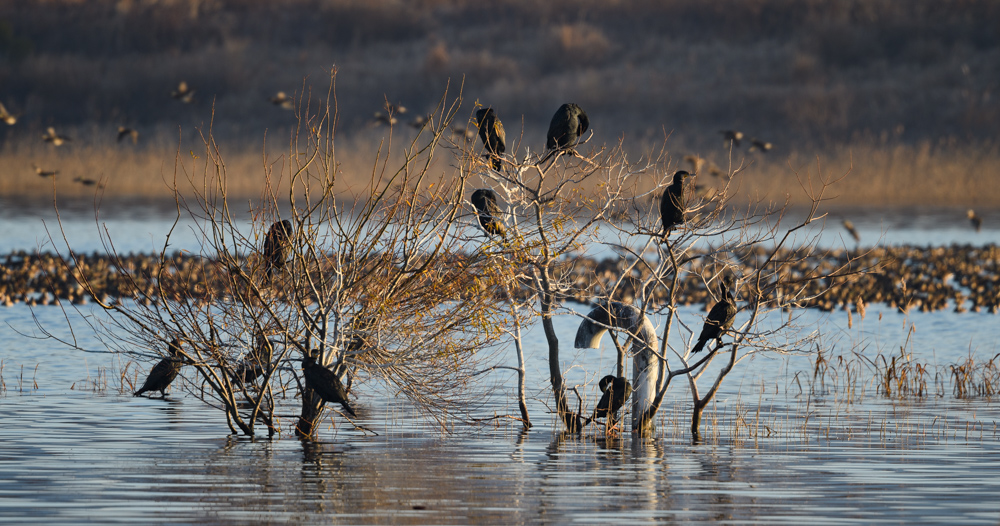 カワウ / Great Cormorant