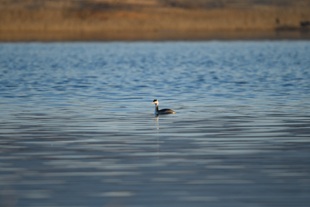 カンムリカイツブリ / Great Crested Grebe