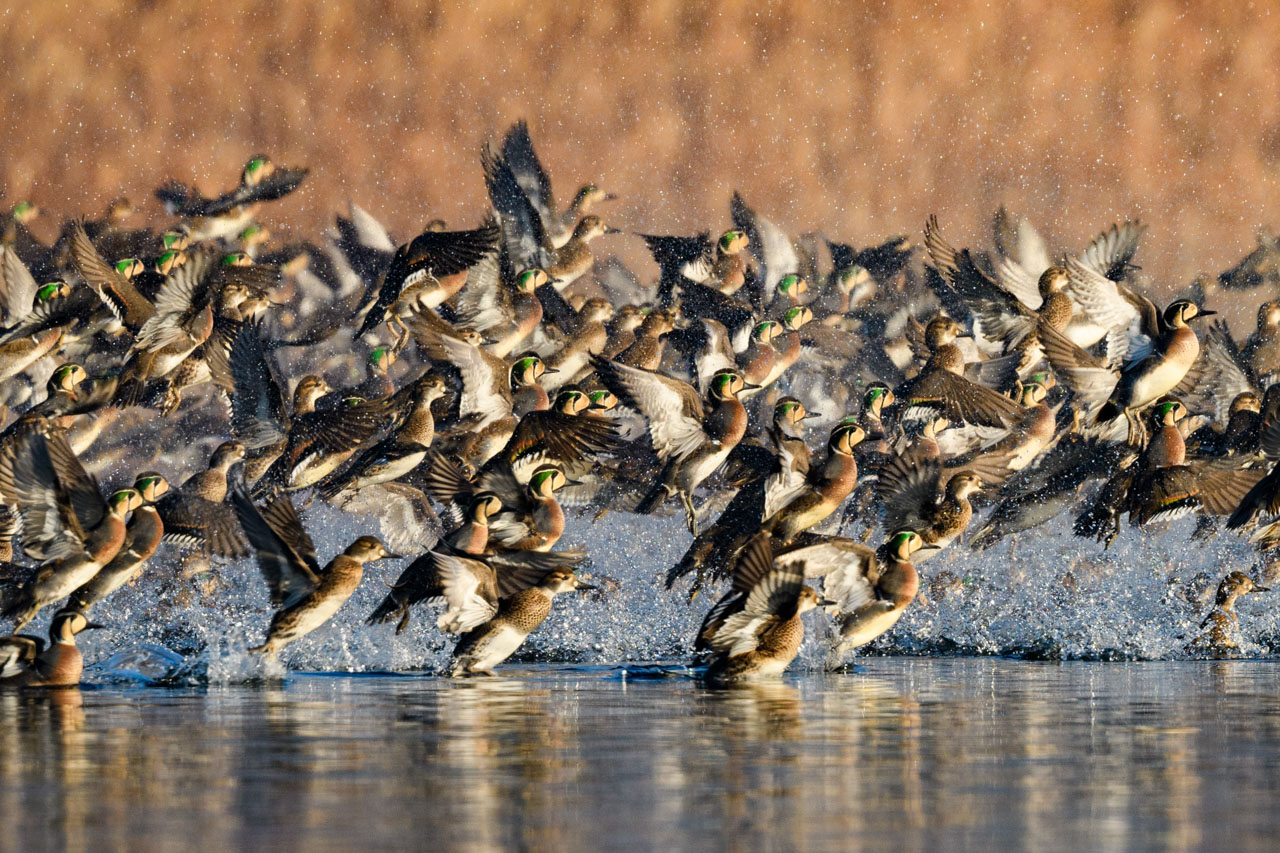 水面を波立たせながら、湖面から一斉に飛び立つトモエガモの群れ。 A flock of Baikal Teal take off simultaneously from the surface of the lake, rippling on the surface of the water.
