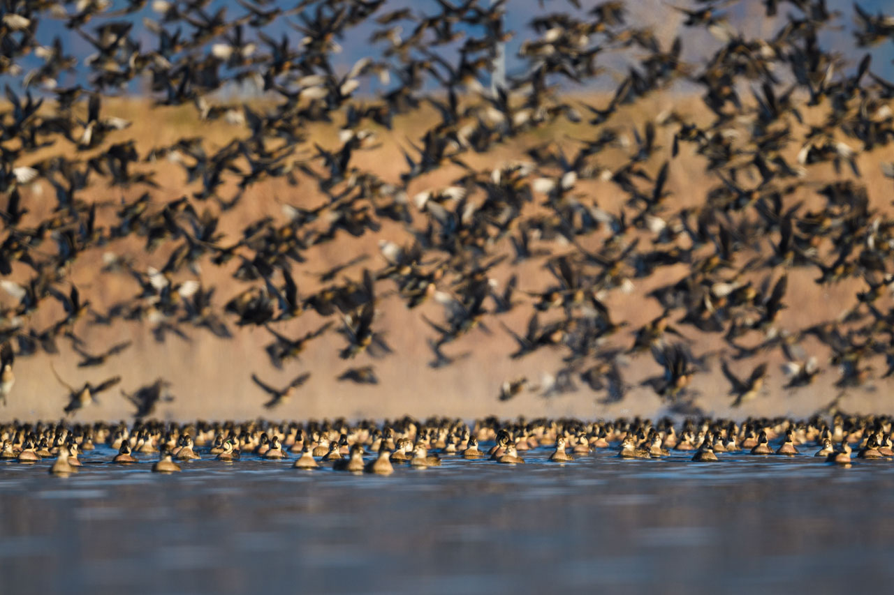 水面にいるトモエガモの群れの上をトモエガモの大群が飛ぶ。 A large flock of Baikal Teal flies over Baikal Teals on the surface of the water. 
