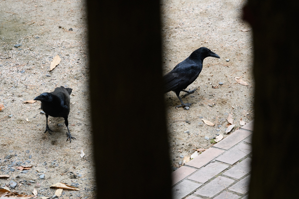 ハシボソガラス / Carrion Crow