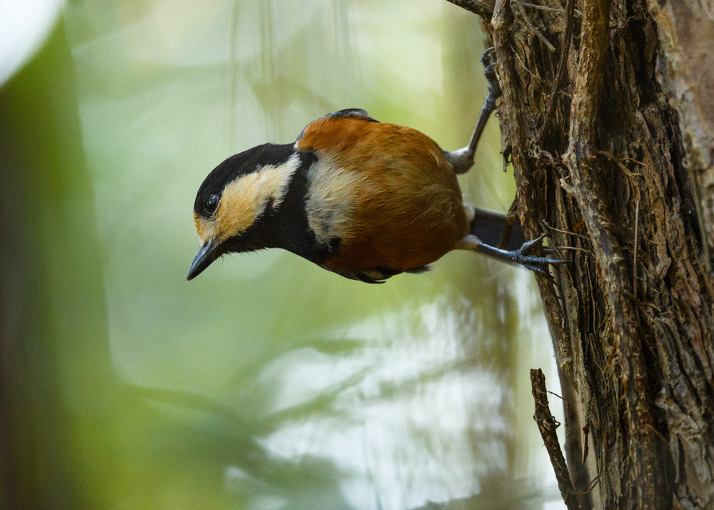 ヤマガラ / Varied Tit