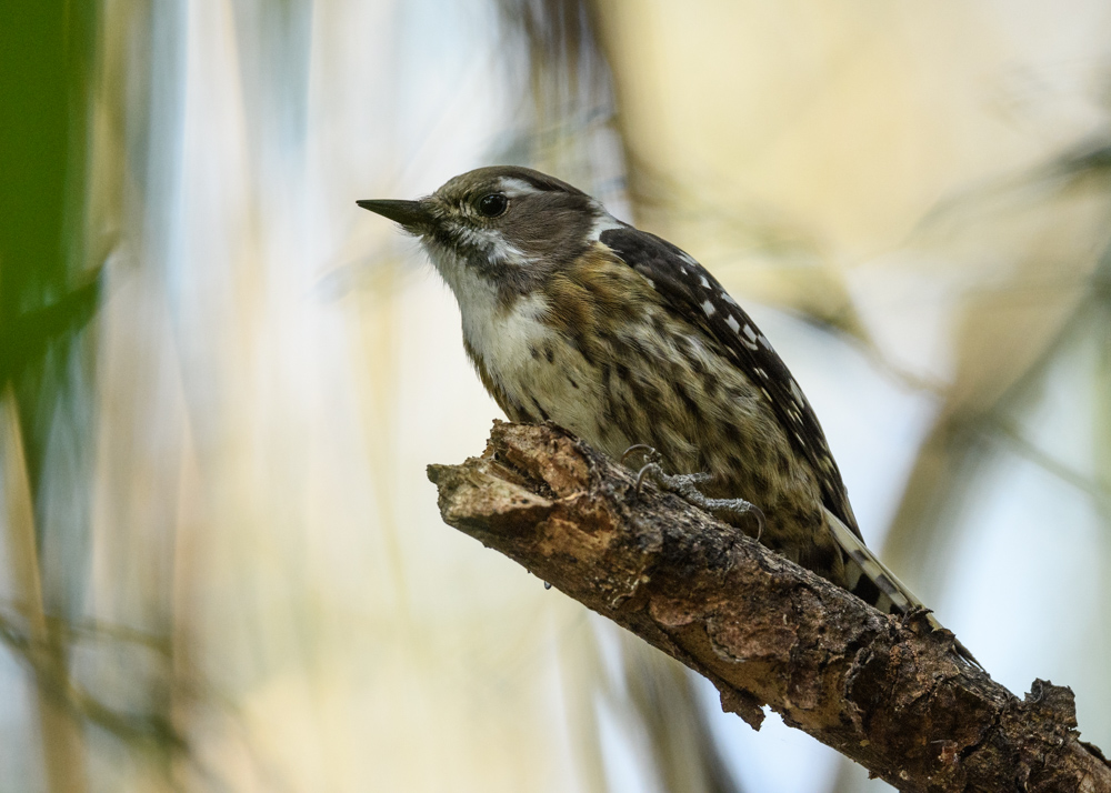 コゲラ / Japanese Pygmy Woodpecker