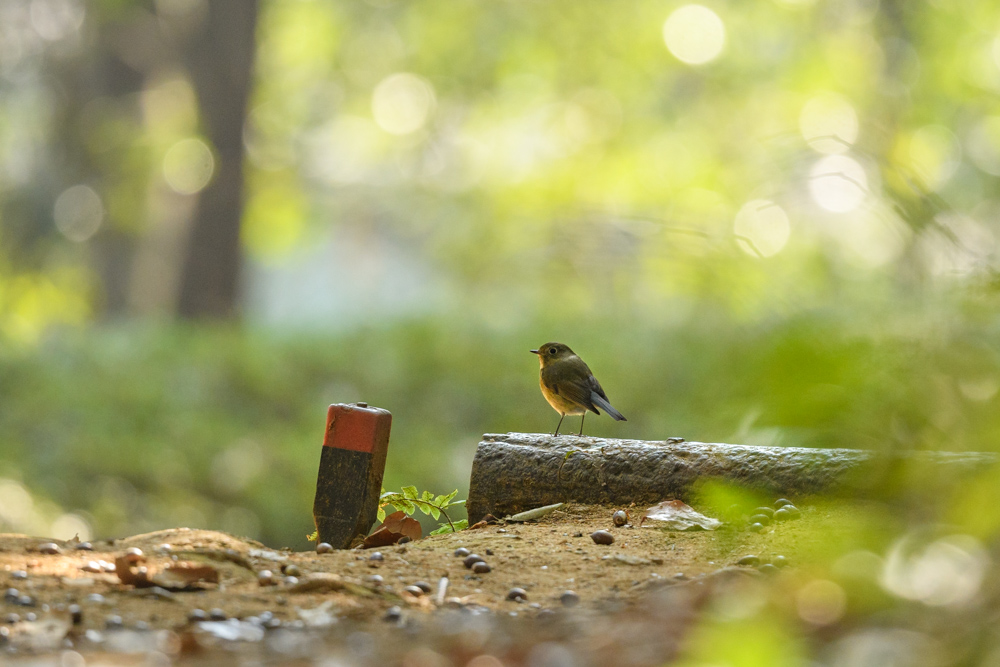 ルリビタキ / Red-flanked Bluetail