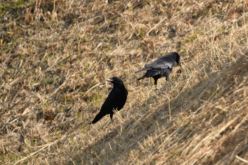 ハシボソガラス / Carrion Crow