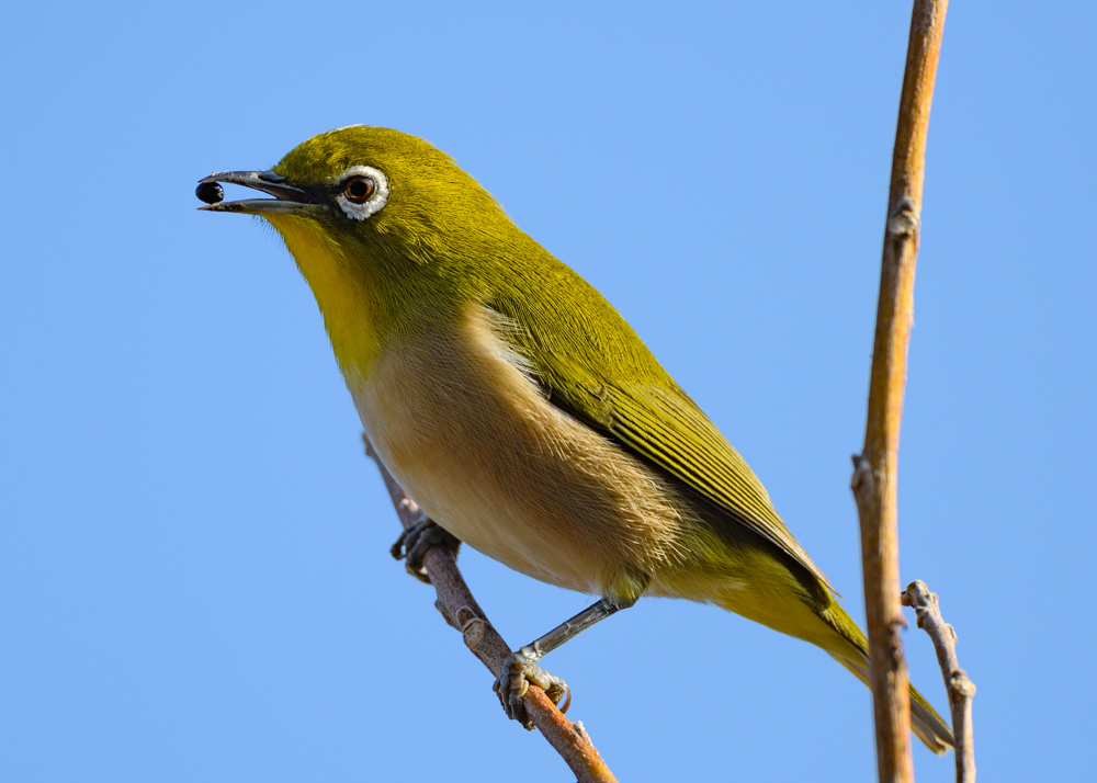 メジロ / Japanese White-eye