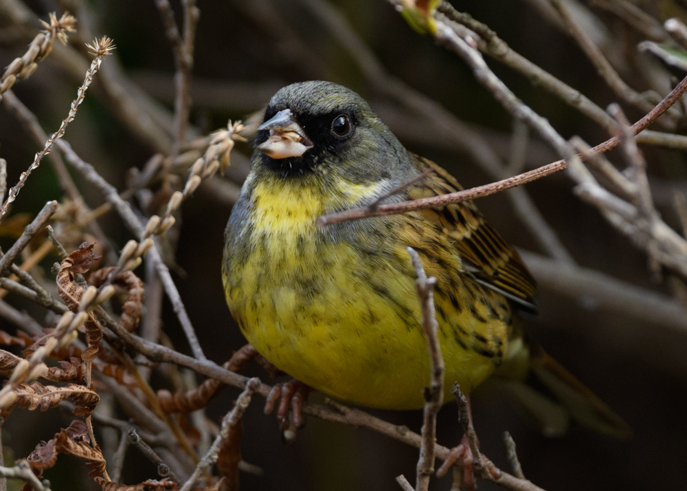 アオジ / Black-faced Bunting