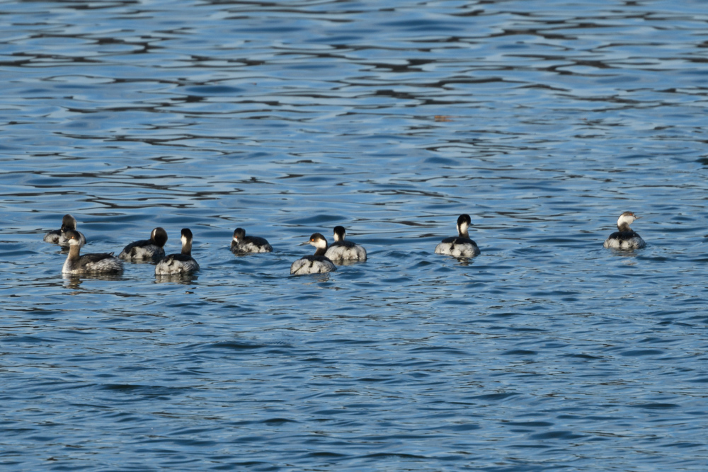 ハジロカイツブリ / Black-necked Grebe