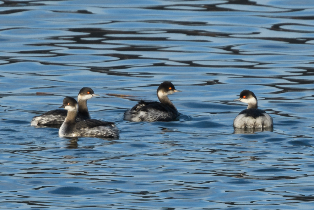 ハジロカイツブリ / Black-necked Grebe