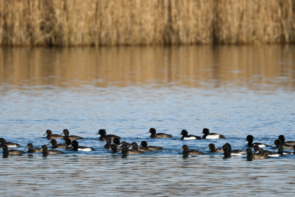 キンクロハジロ / Tufted Duck