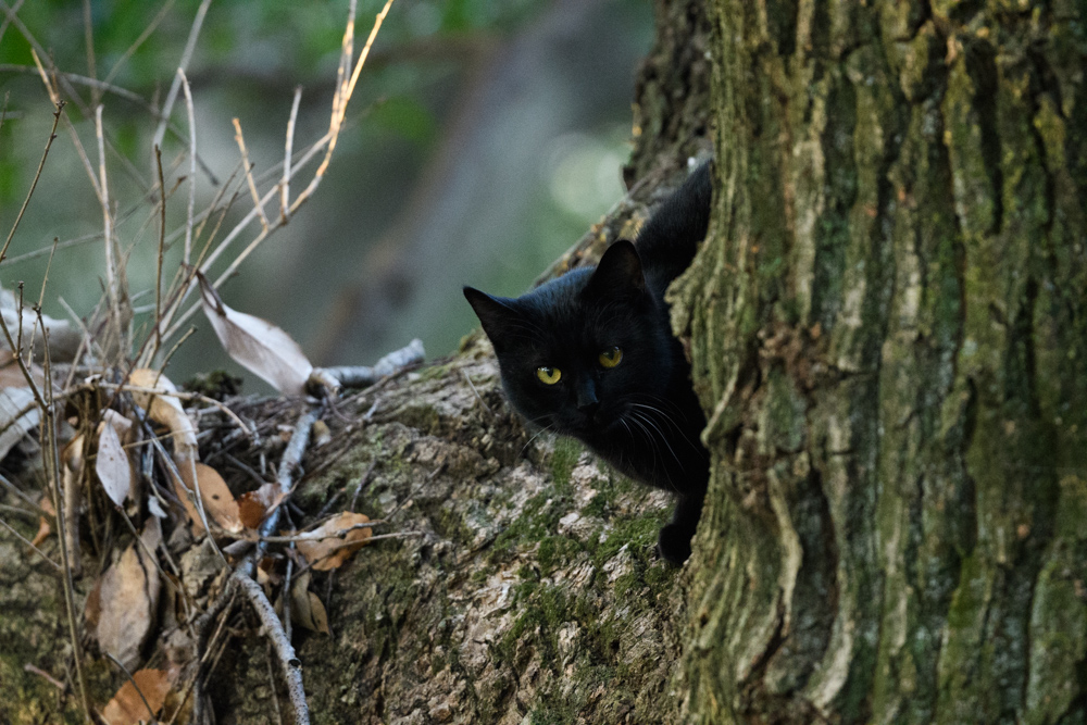 樹上の黒猫 a black cat on a tree