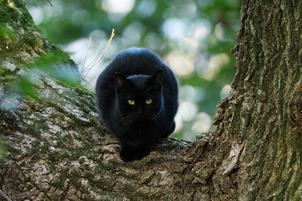 黒猫 a black cat on a tree