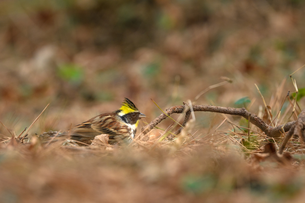 ミヤマホオジロ / Yellow-throated Bunting