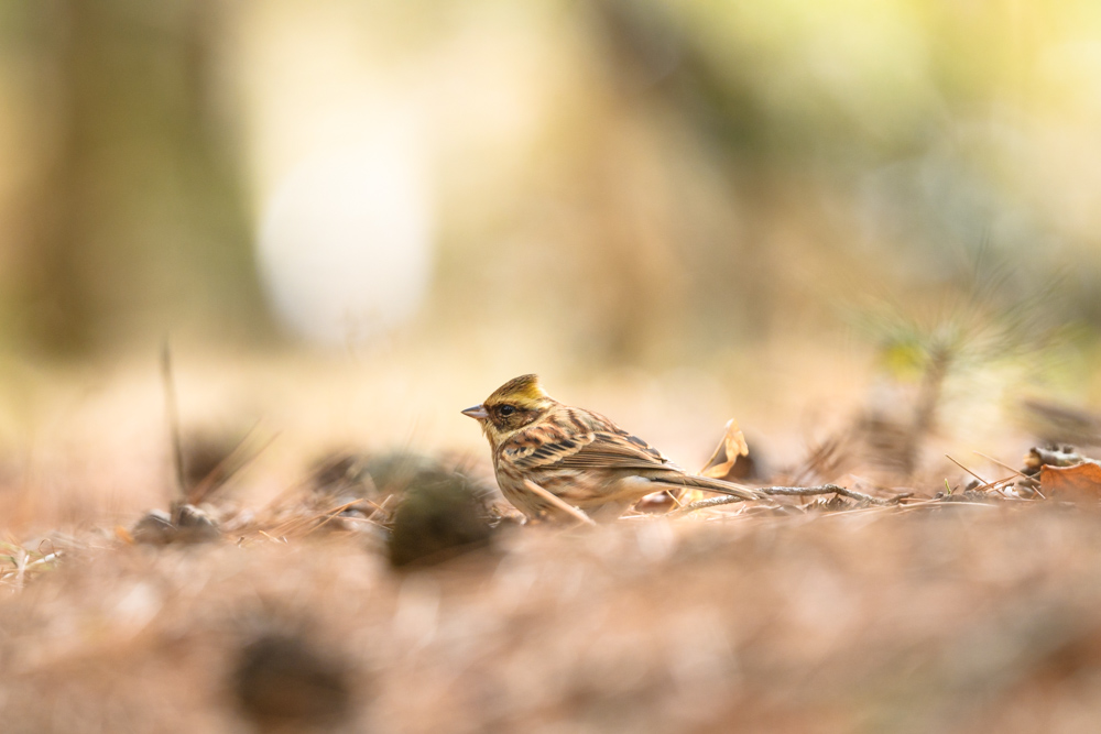 ミヤマホオジロ / Yellow-throated Bunting