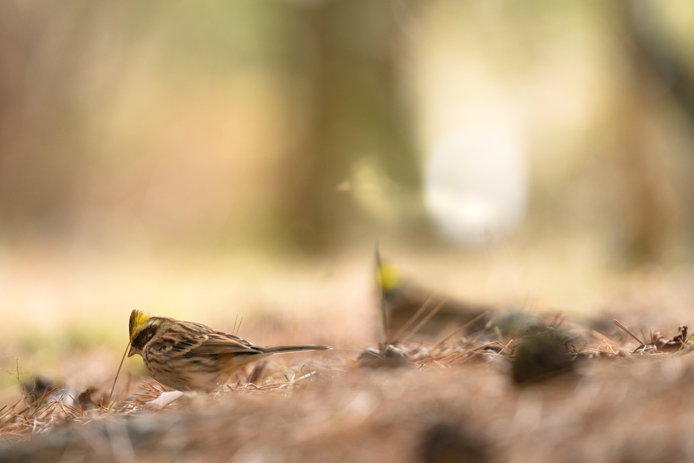 ミヤマホオジロ / Yellow-throated Bunting