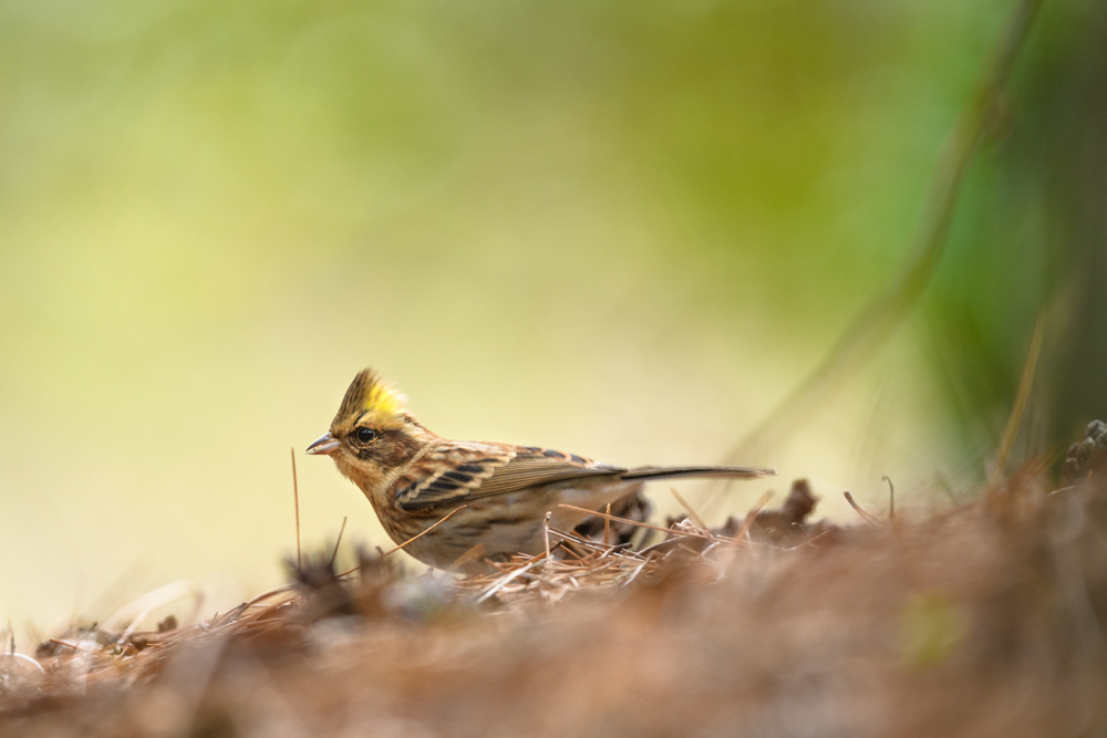 ミヤマホオジロ / Yellow-throated Bunting