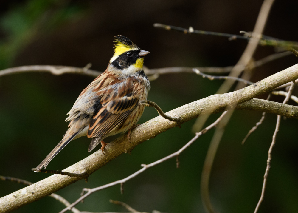 ミヤマホオジロ / Yellow-throated Bunting