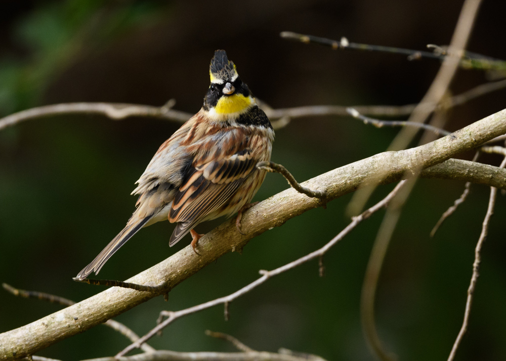 ミヤマホオジロ / Yellow-throated Bunting