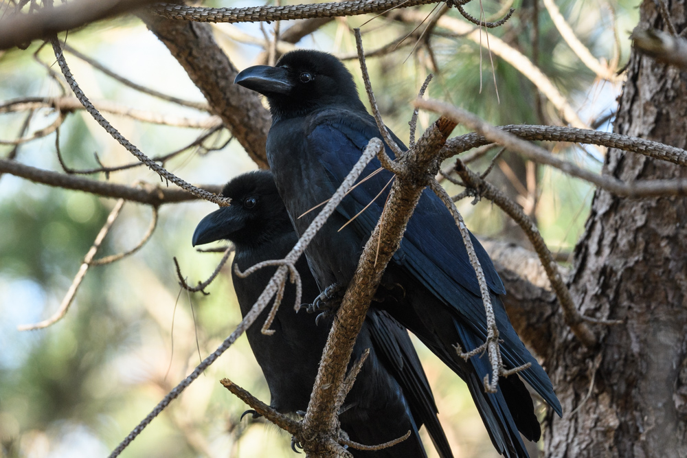 シブトガラス / Large-billed Crow